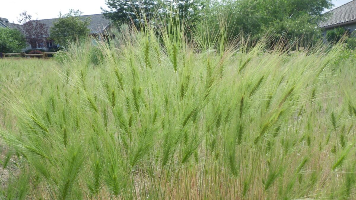 medusahead grass.
