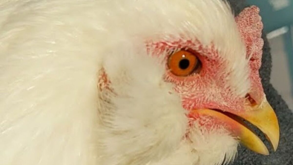 Mel, our Easter egger when she had a respiratory disease.