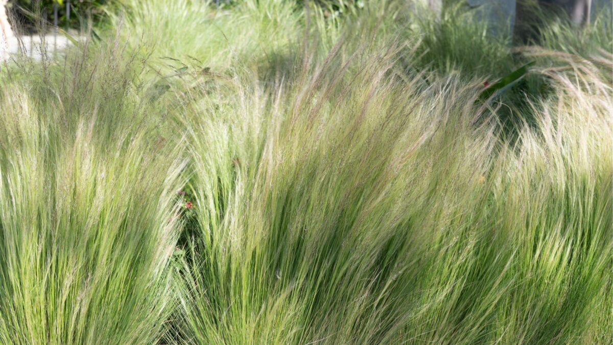 Stipa tenuissima Seeds - Mexican Feather Grass, Perennial Ornamental Grass(100 Seeds)