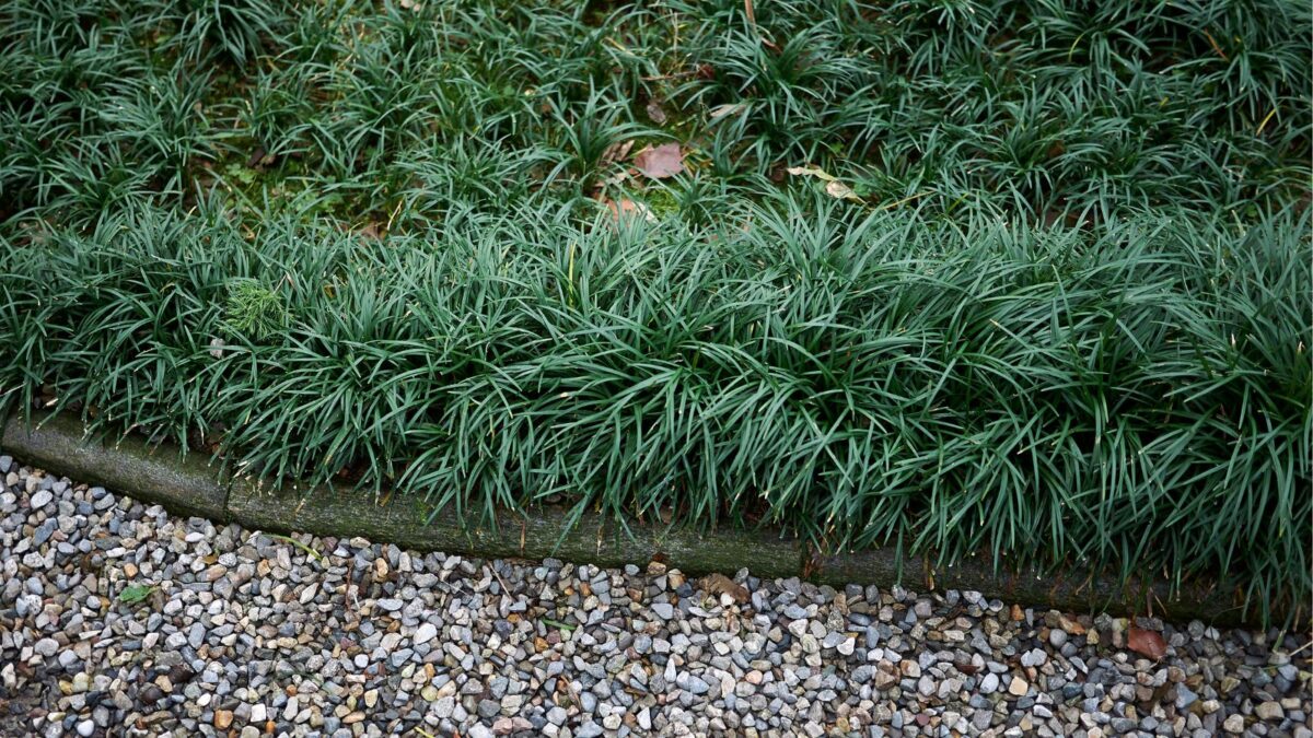 mondo grass next to a gravel path.