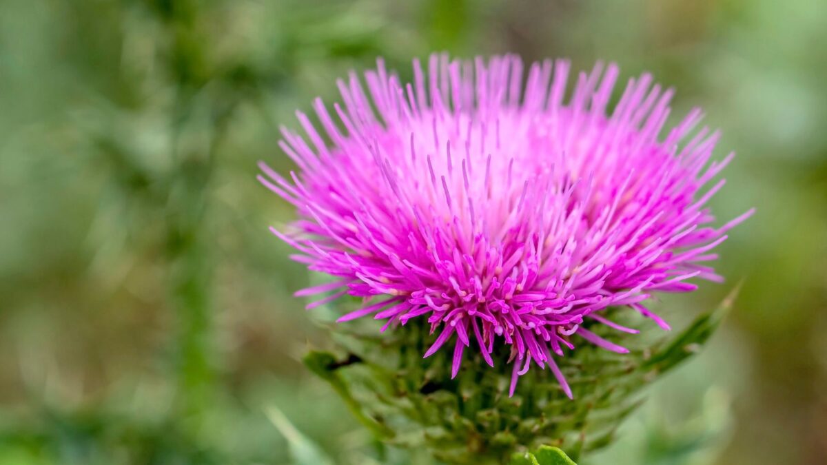 Musk thistle.