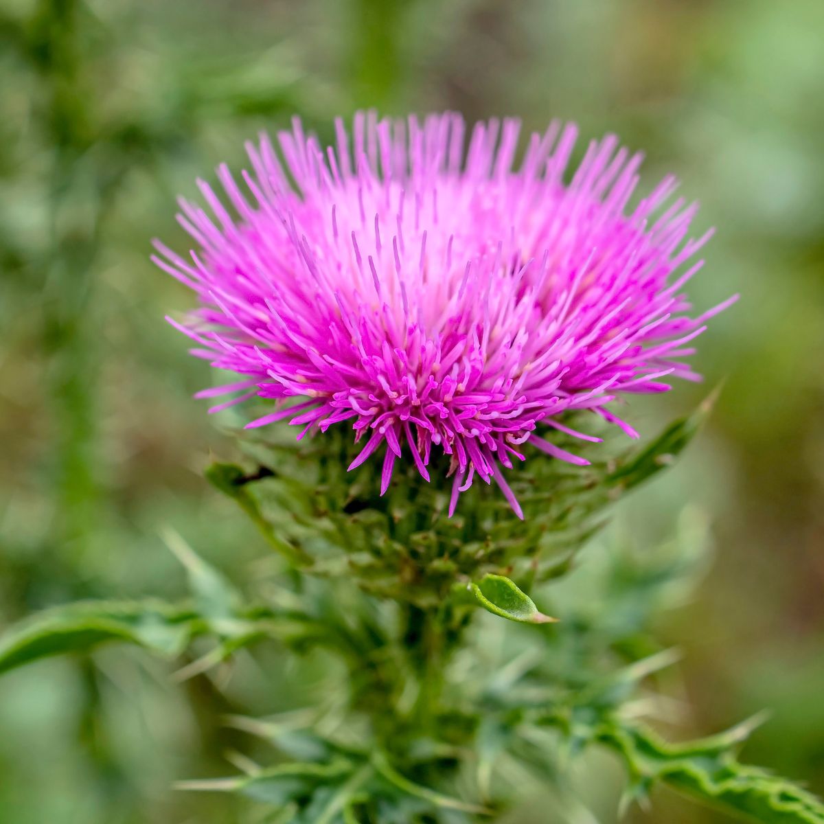 Bright pink musk thistle flower.