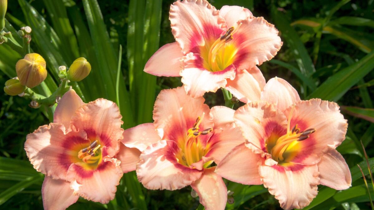 orange daylilies.