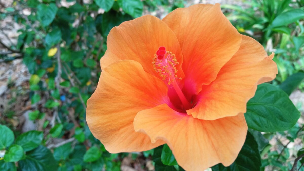 orange hibiscus flower.