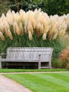 Fluffy ornamental grass behind a bench.