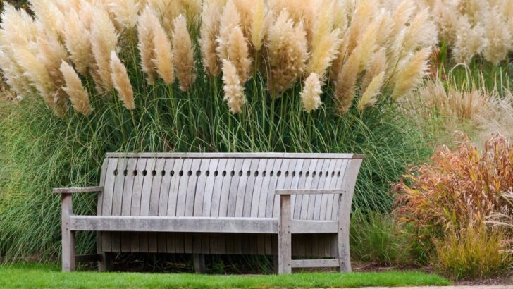 11 Perfect Companion Plants for Ornamental Grasses