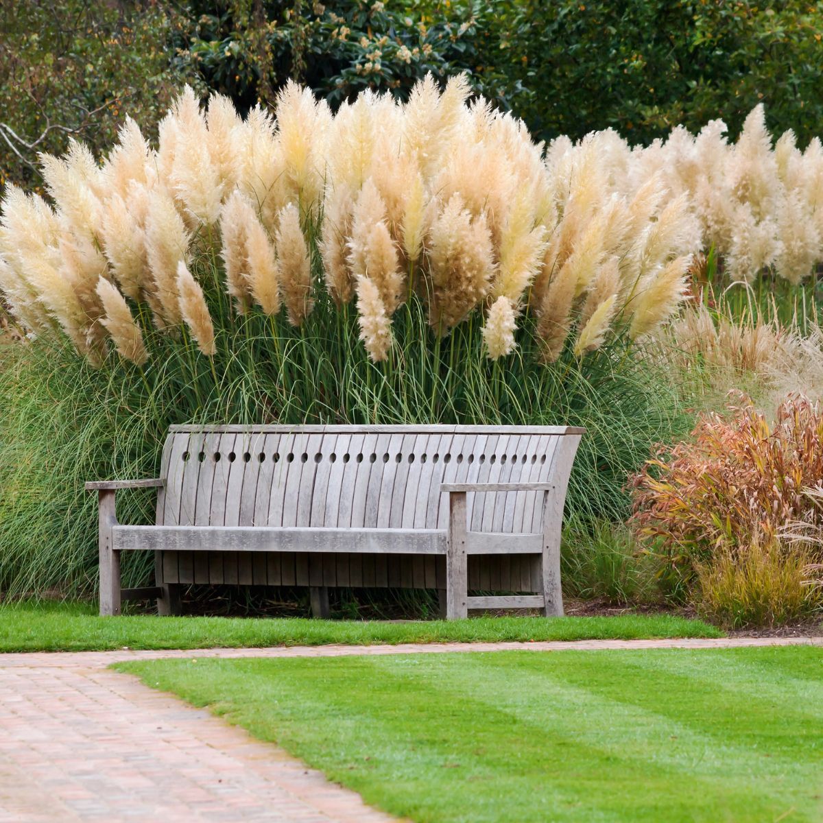 Fluffy ornamental grass behind a bench.
