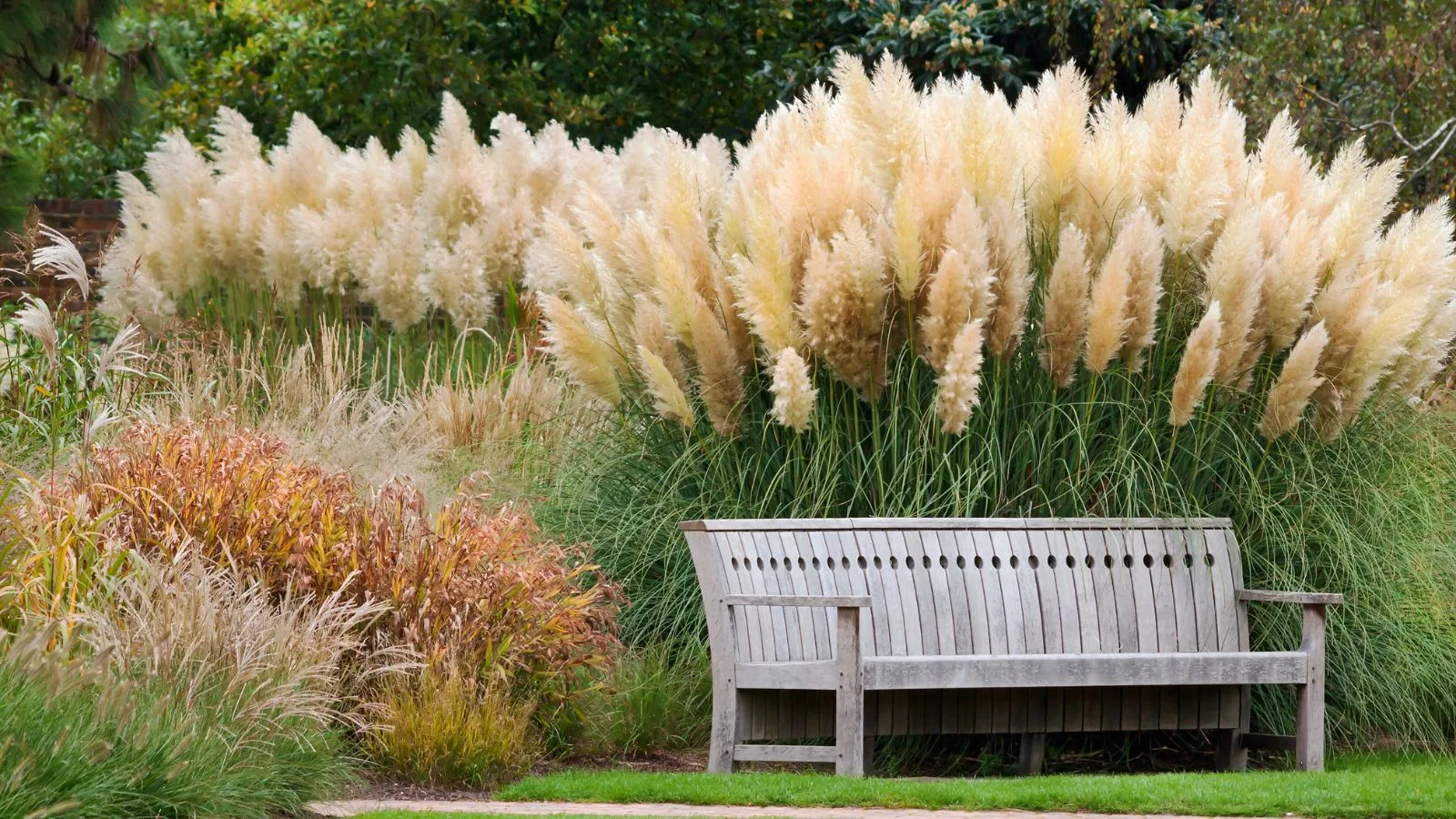 ornamental grasses behind a wooden bench.