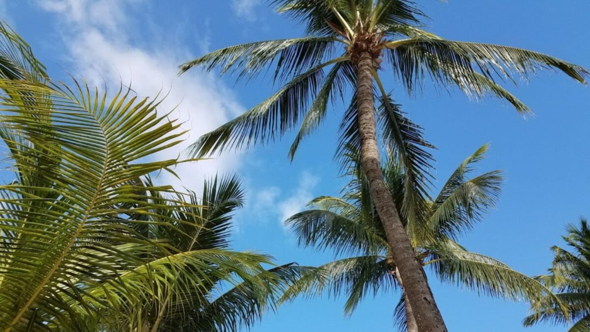 palm trees against a blue sky.