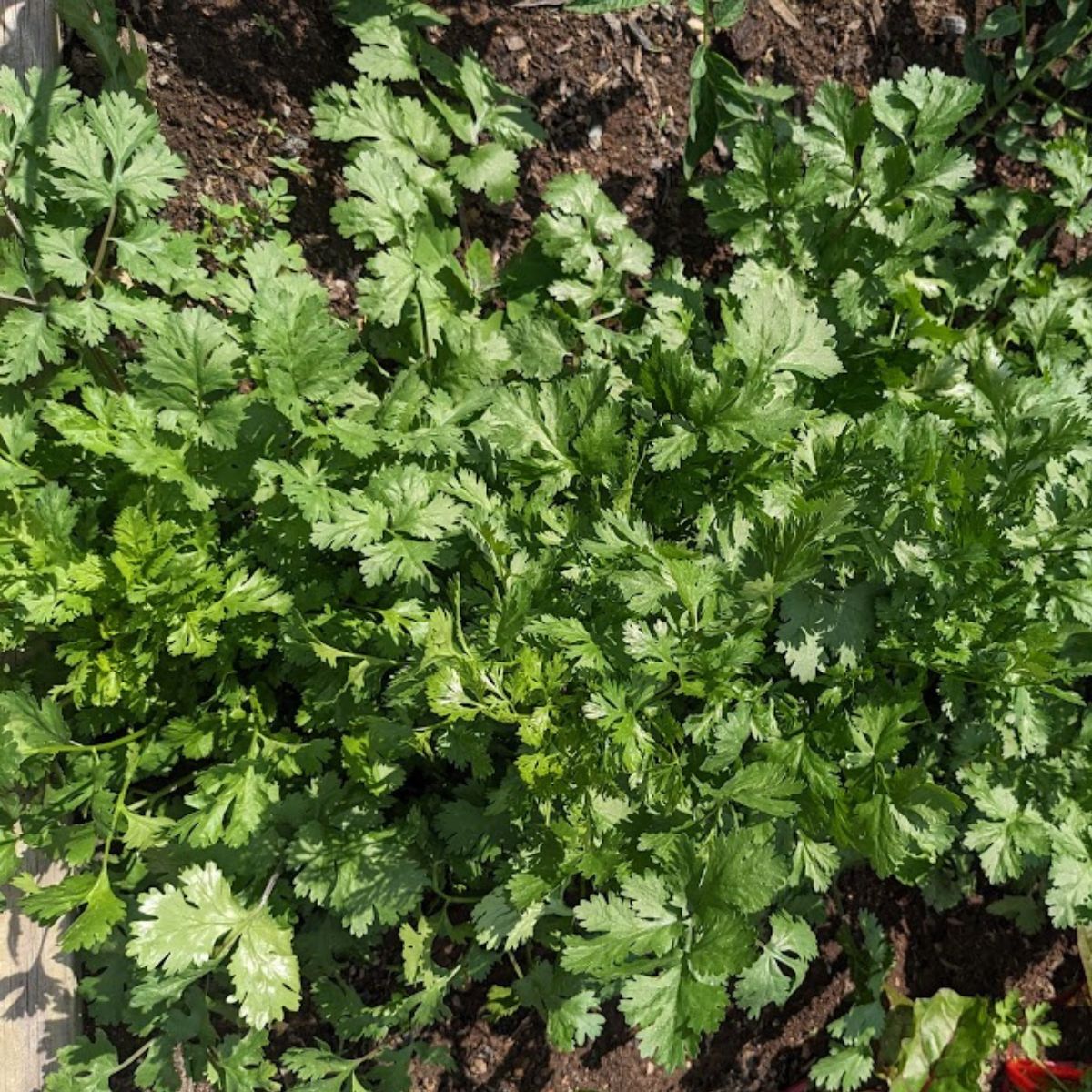 parsley growing in my garden.