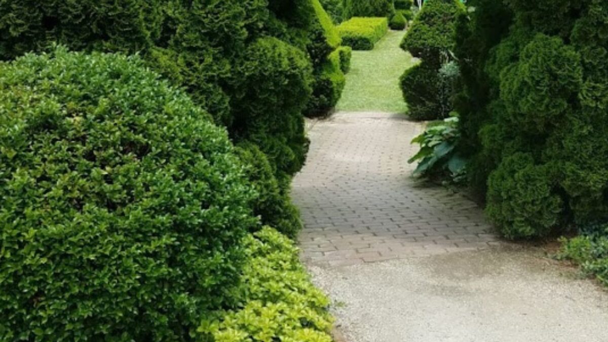 walkway lined with boxwood.