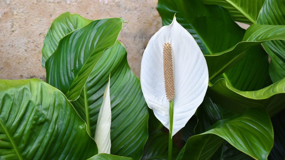 pure white peace lily flower. 