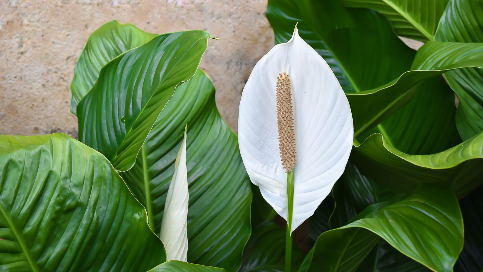 peace lily.