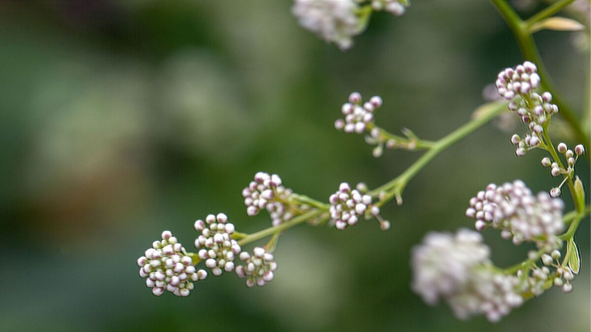 perennial pepperweed.