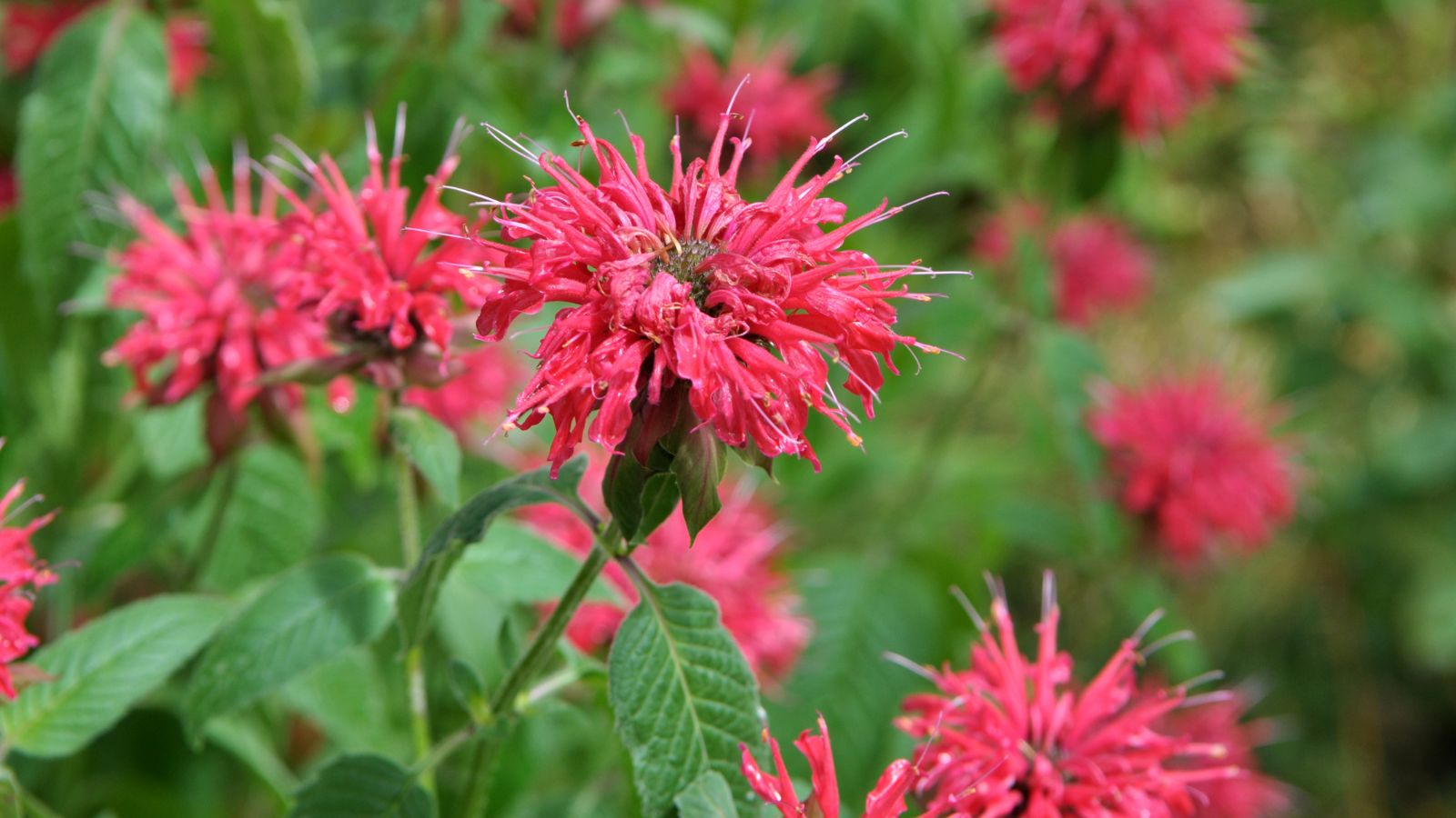 petit delight bee balm flowers.