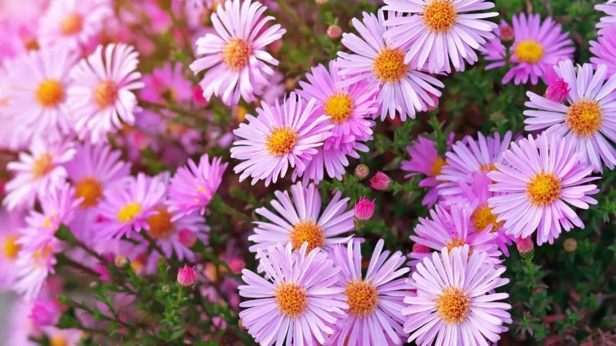 pink aster flowers.