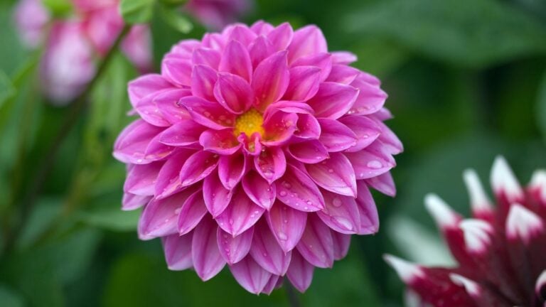 pink dahlia flower.