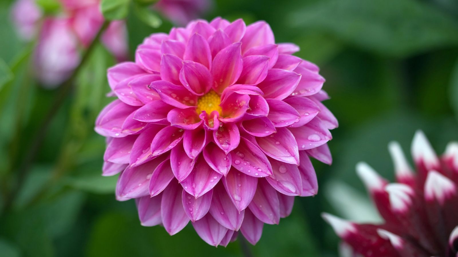 pink dahlia flower.
