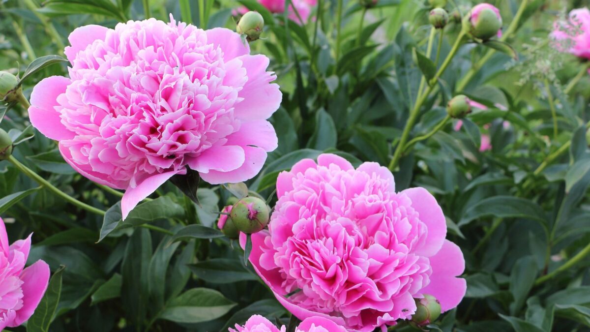 pink peonies.