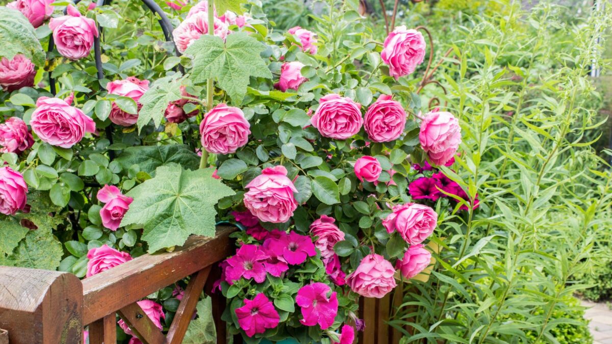 pink roses peeking form behind a wooden porch rail. 