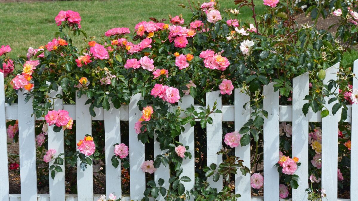 pink roses against a white picket fence. 
