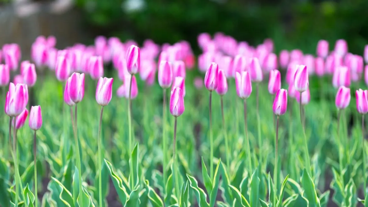 a field of pink tulips.