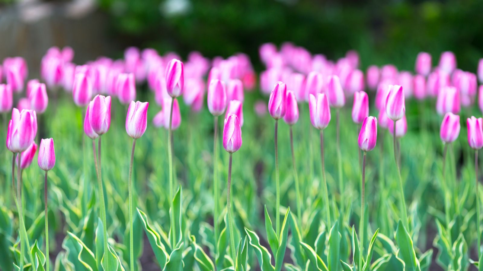 pink tulips.