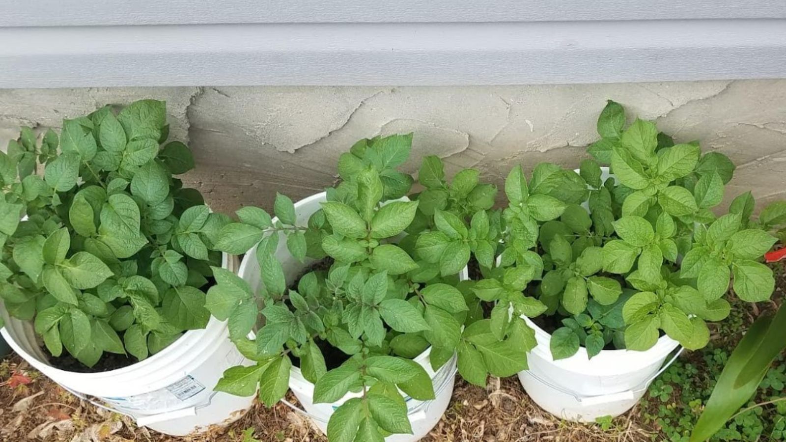 Potatoes growing in containers.