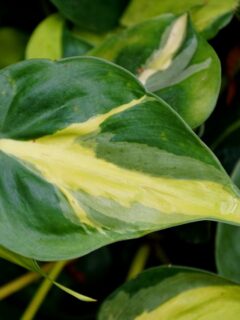 Heart shaped yellow and green variegated pothos leaves.