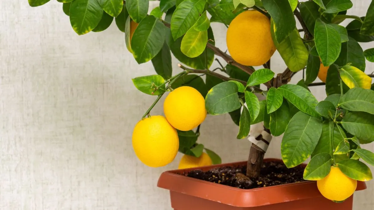 Potted citrus tree.