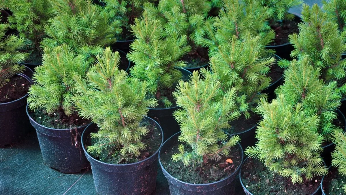 potted evergreens.