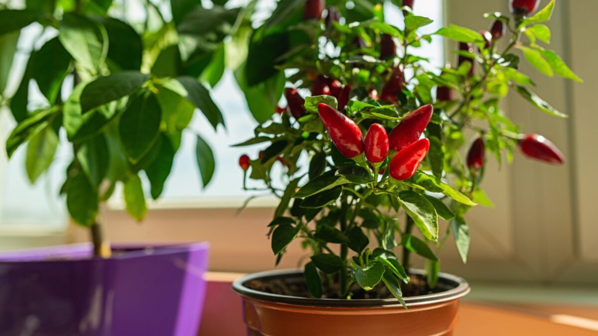 potted hot chili pepper plant full of red peppers. 