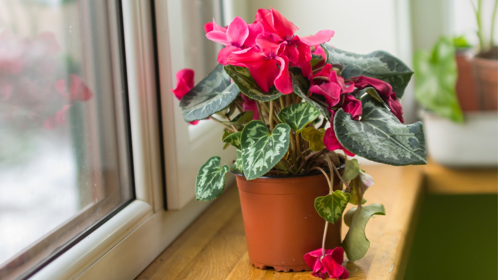 Bright pink cyclamen flowers sitting by a window in a brown pot. 