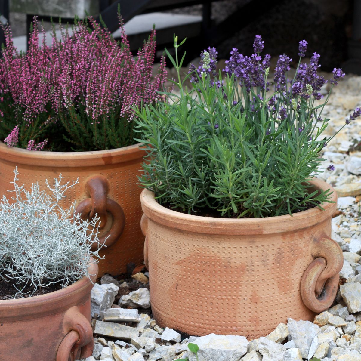 Potted plants, including lavender, planted  in rustic metal pots. 