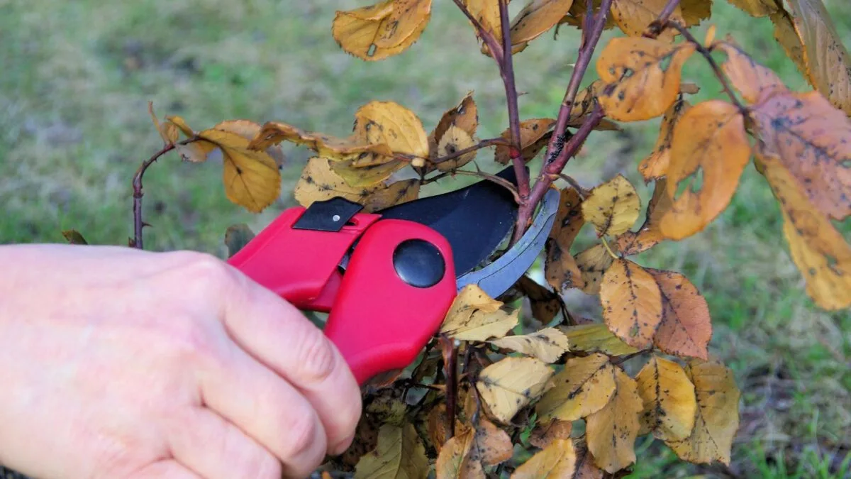 a woman's hand pruning a shrub with a red pruning shear. 