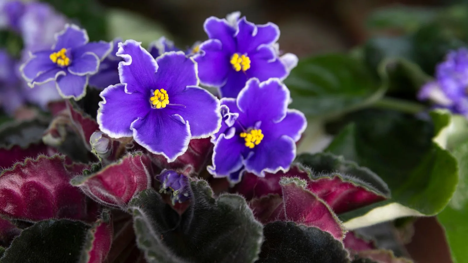 Striking purple African violets with a white edge. 