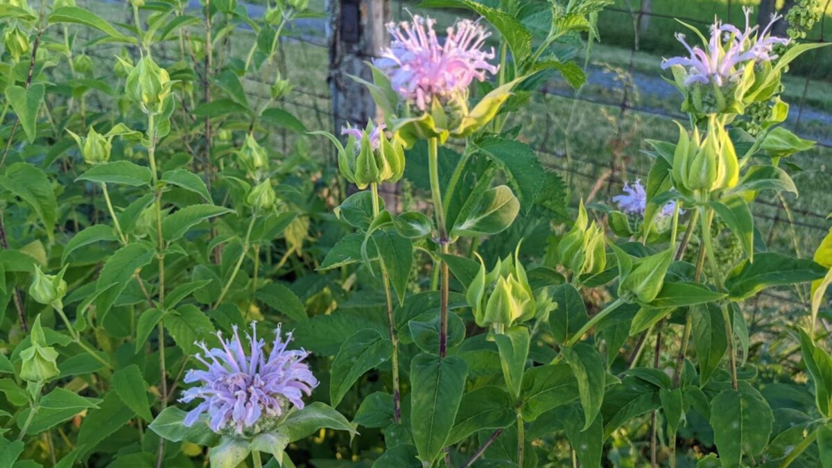 purple bee balm.