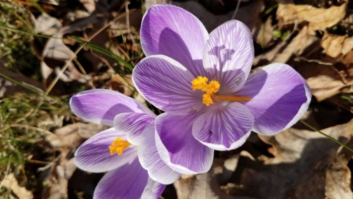 purple crocus flowers.