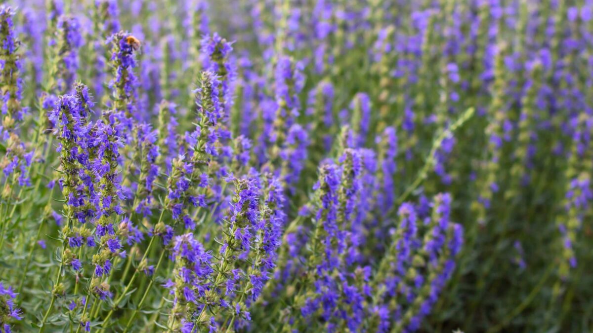 a mass of purple hyssop flowers.