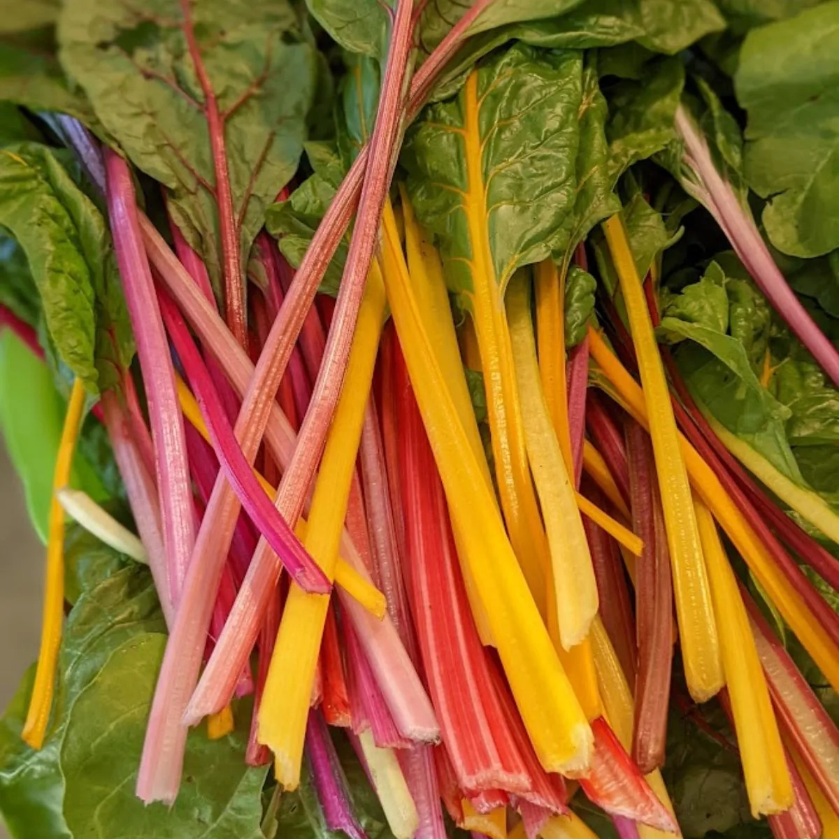 11 Best Winter Garden Plants To Grow This Year