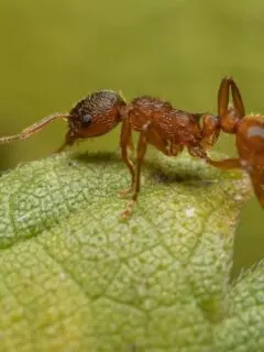 red ant on a leaf.