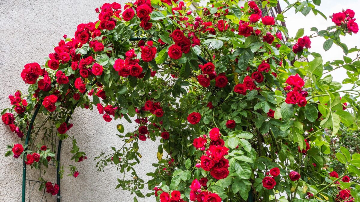 Red climbing roses.