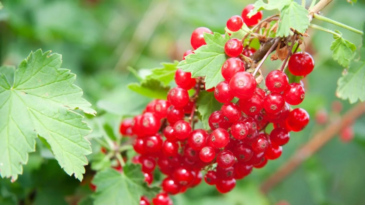 red currants.