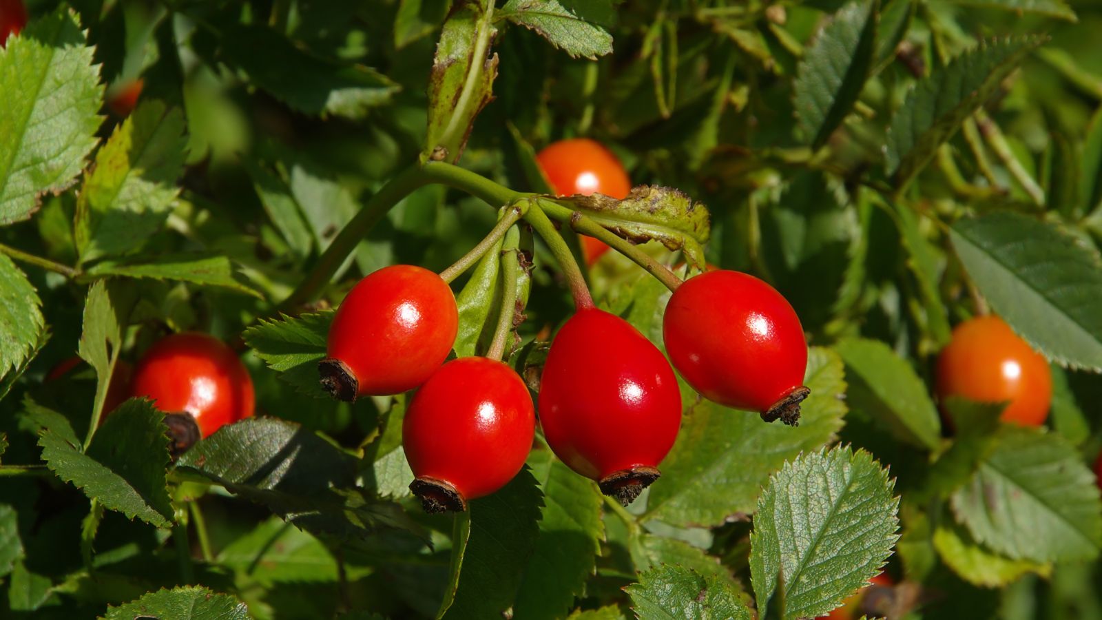 rose-hip-berries