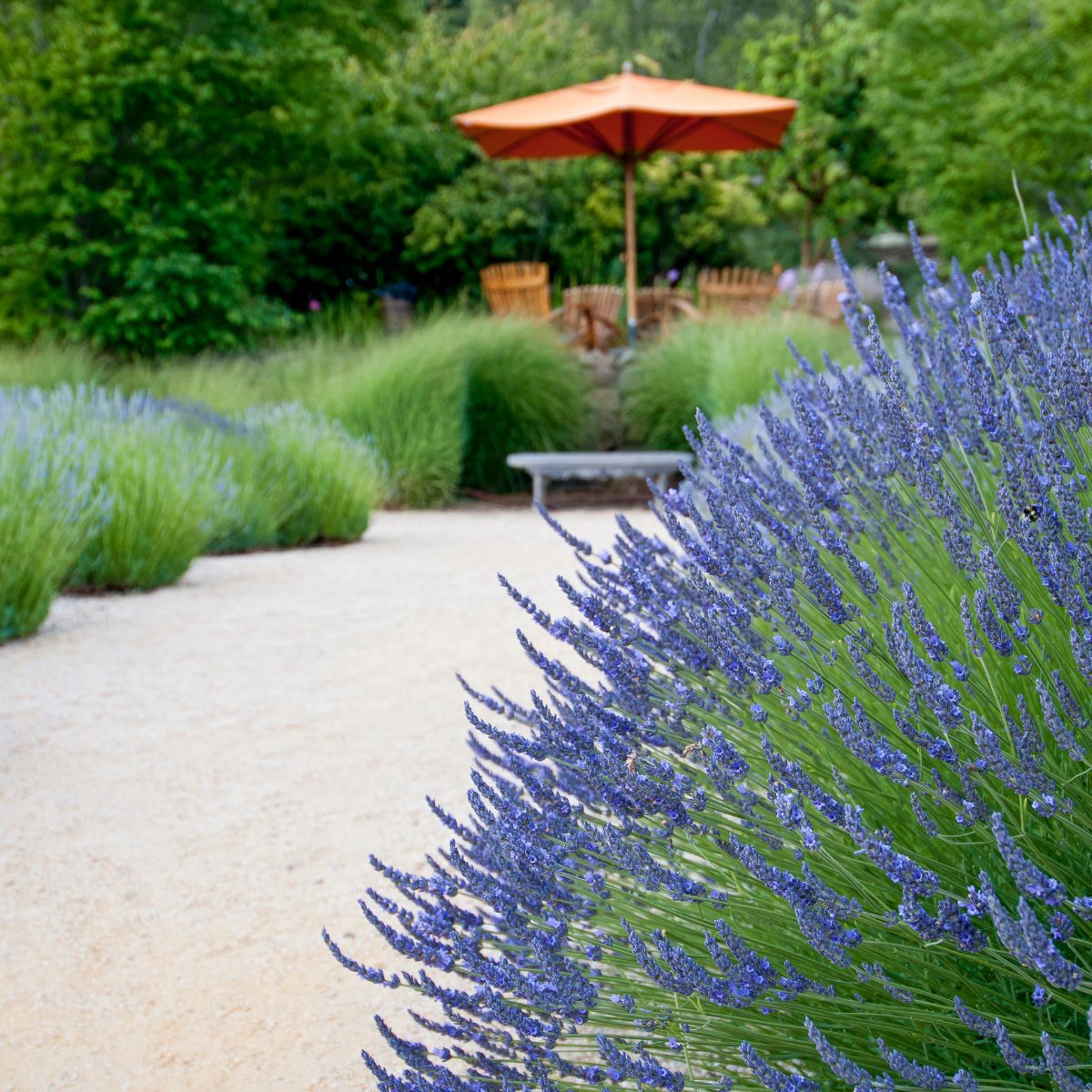 A winding path with a bench amidst blooming lavender plants. 
