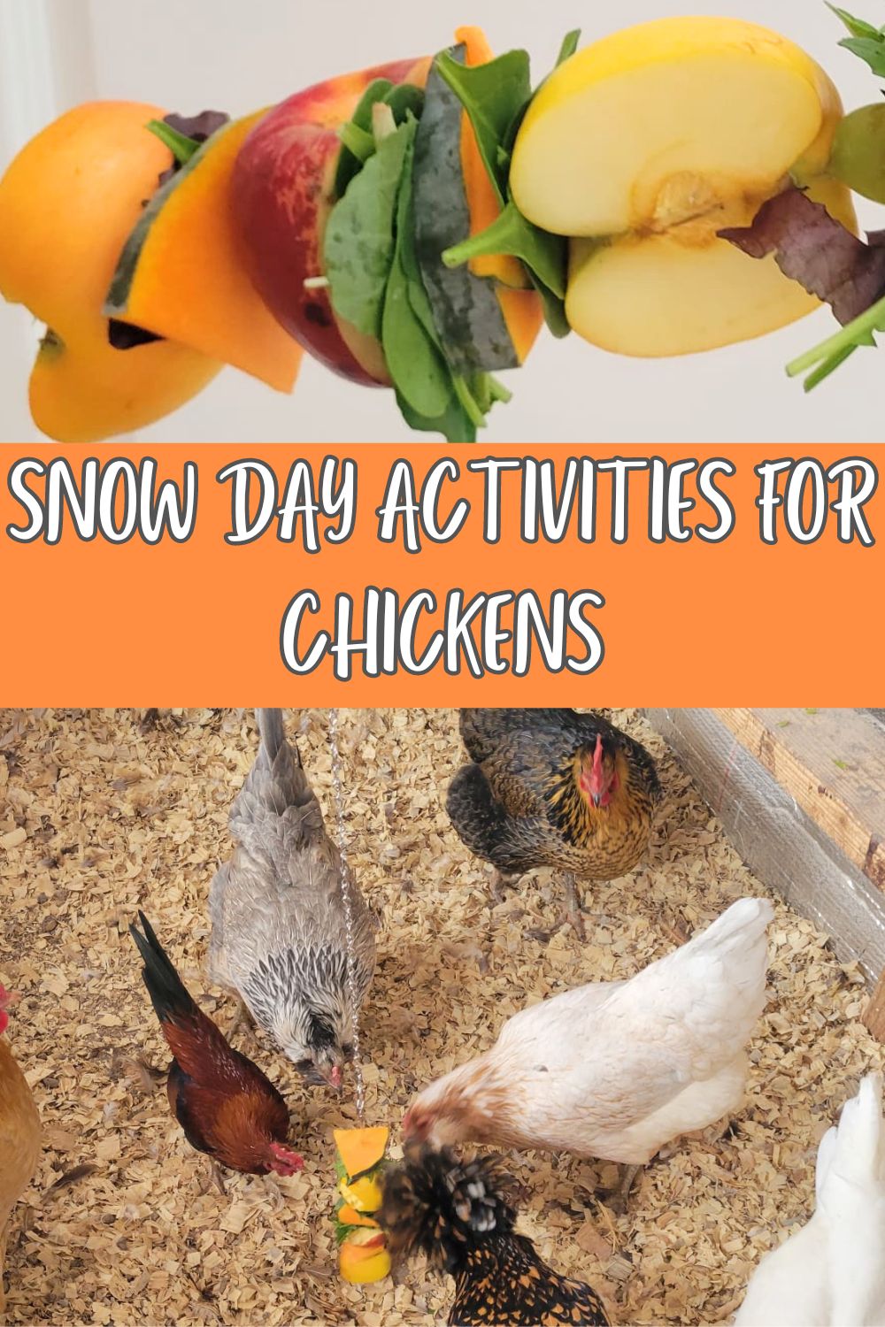 Snow day activities for chickens.