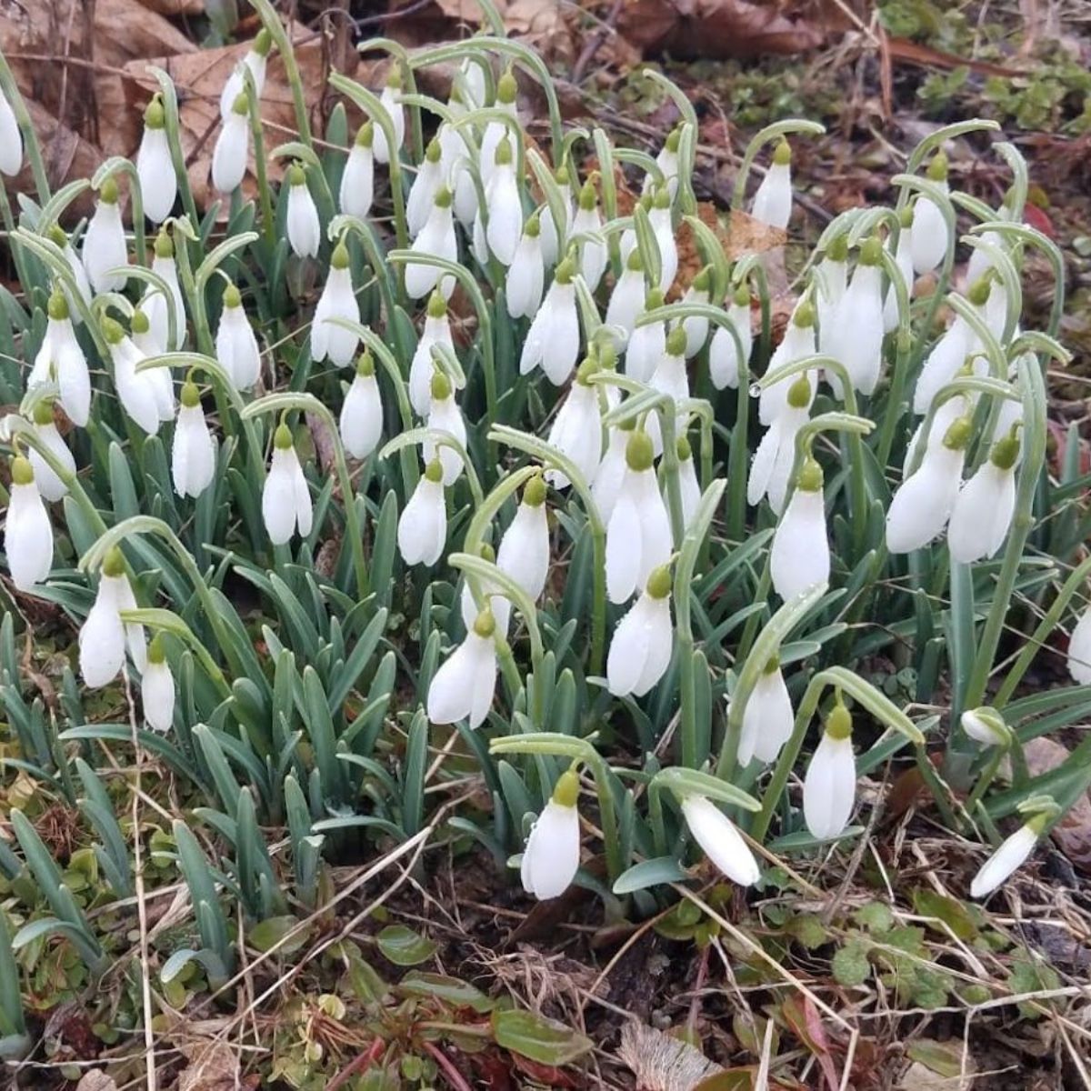 a clump of snowdrops.