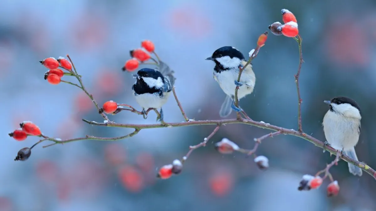Songbirds on a snowy branch. 