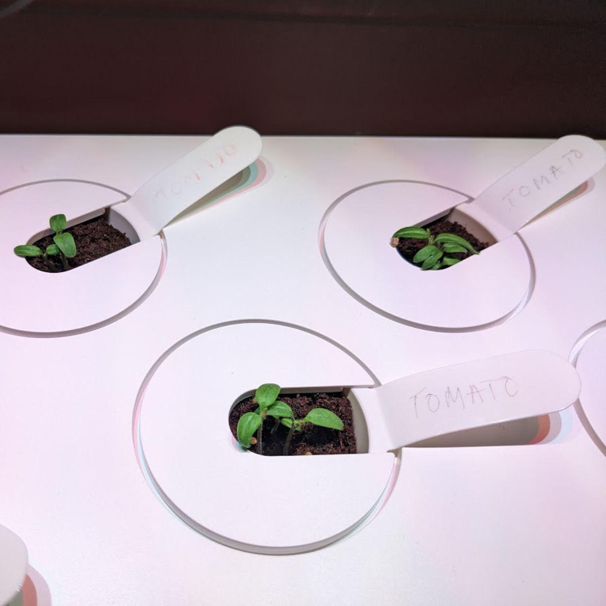 Tomato seeds started indoors.