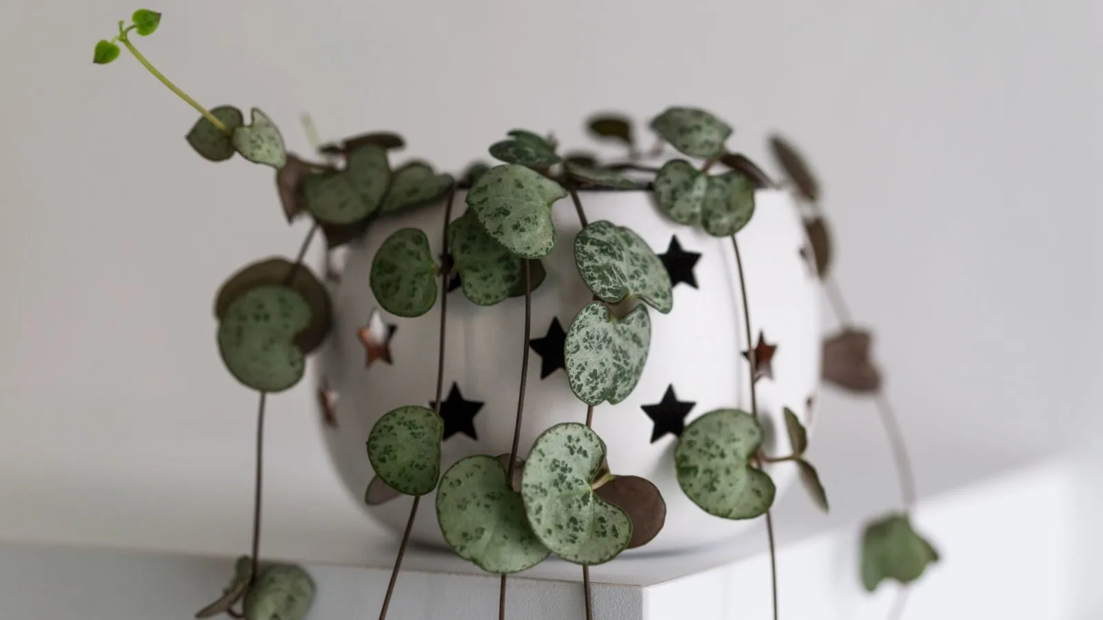 String of hearts in a rounded white planter with star-shaped holes. 